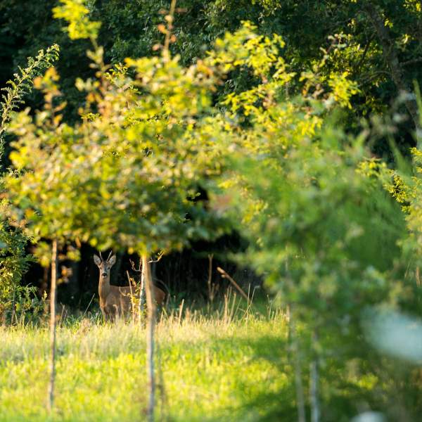 La Grée des Landes Eco-Hôtel Spa Yves Rocher en Bretagne à La Gacilly